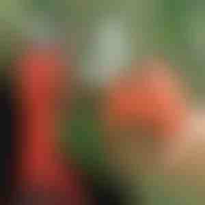 Електрическа ножица | WHIZZPRUNER