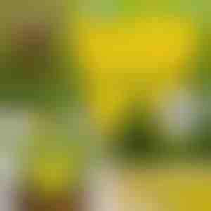 Лепкави Капани за Мухи (10 бр.) | BUGILURE