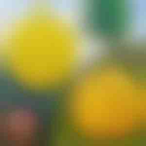 6 броя висящи капани за мухи | BUGIORB