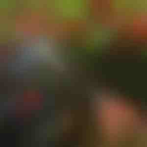 Ножици за подрязване на дървета | TREESNIP